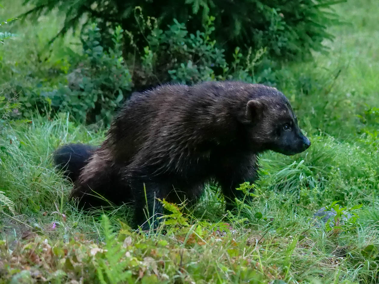 EräEero Wildlife Observation