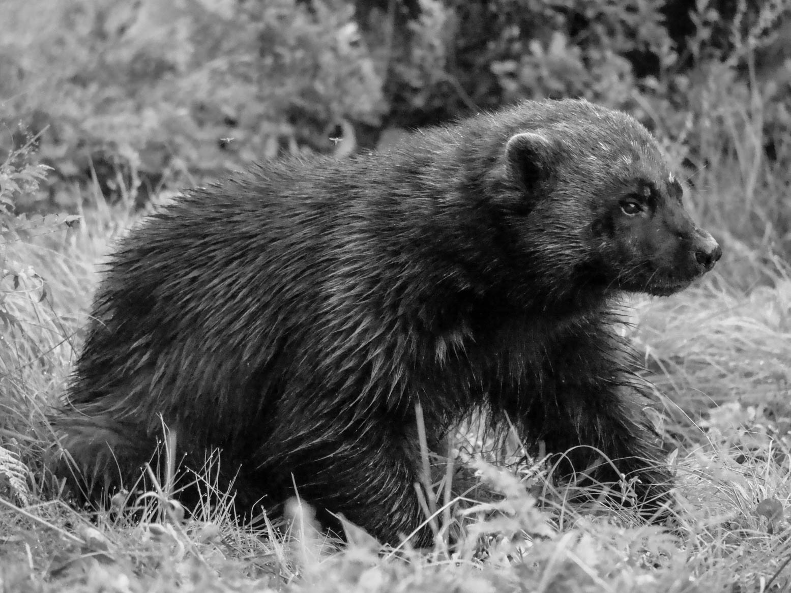 EräEero Wildlife Observation