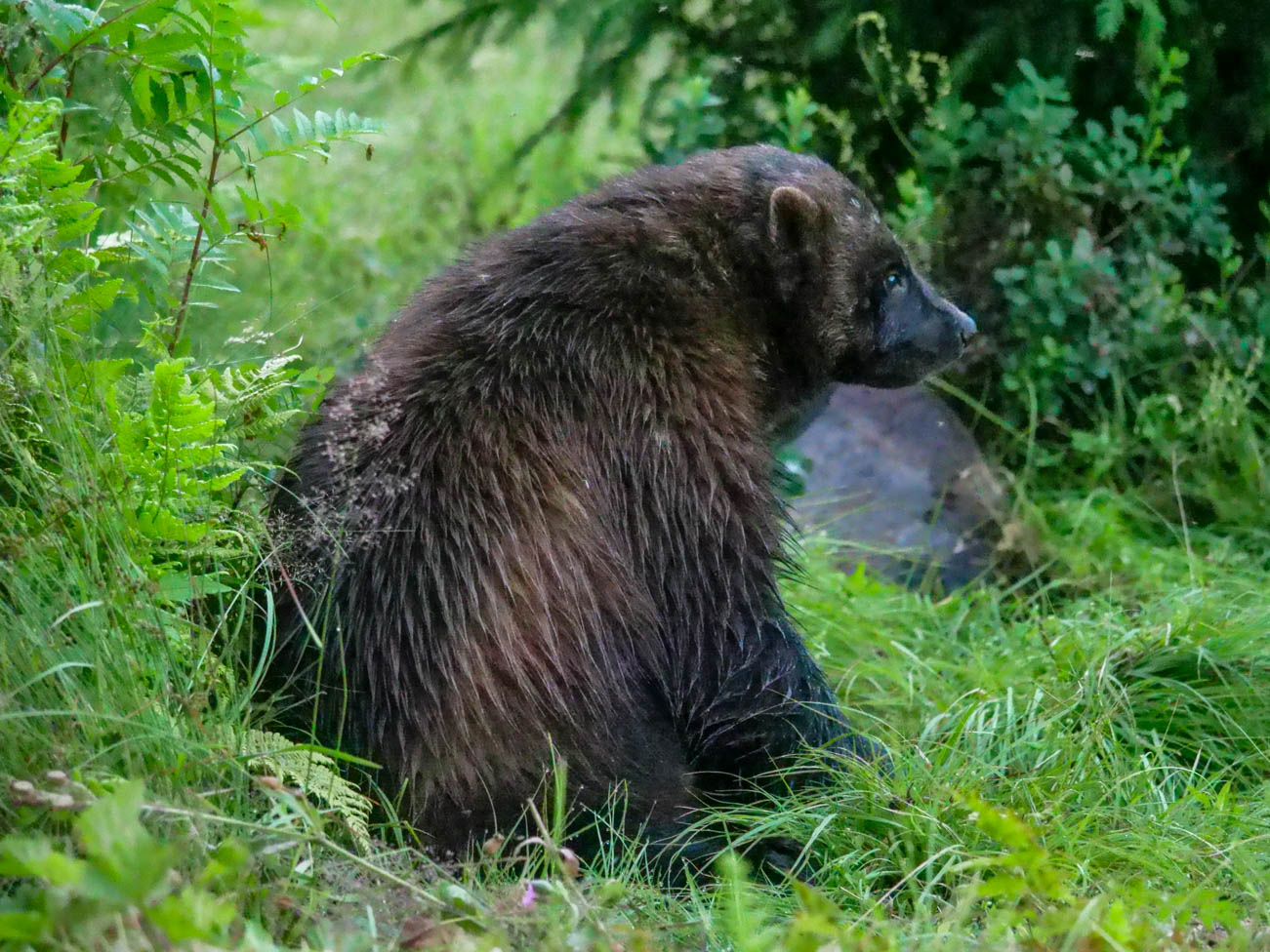 EräEero Wildlife Observation