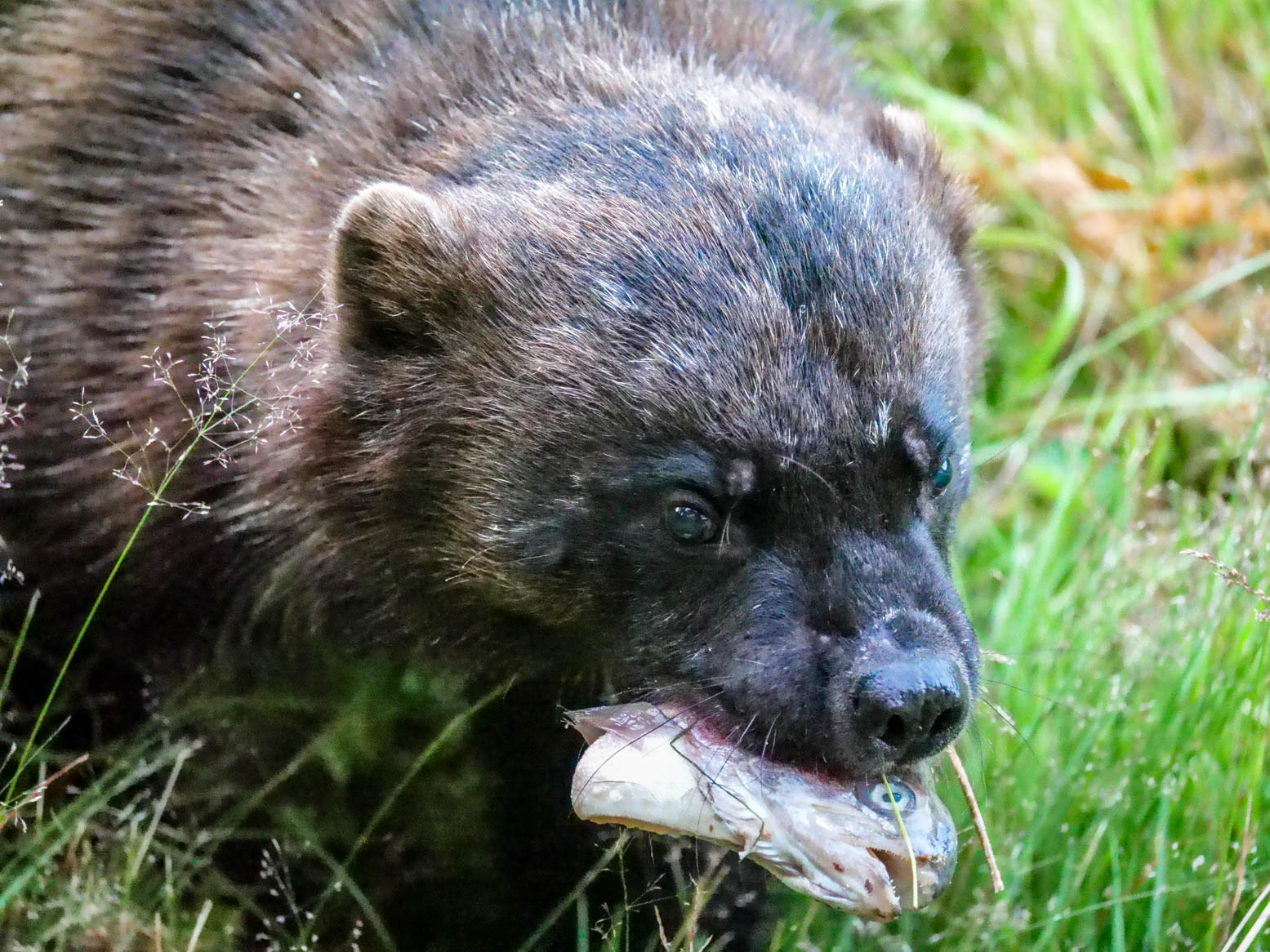 EräEero Wildlife Observation