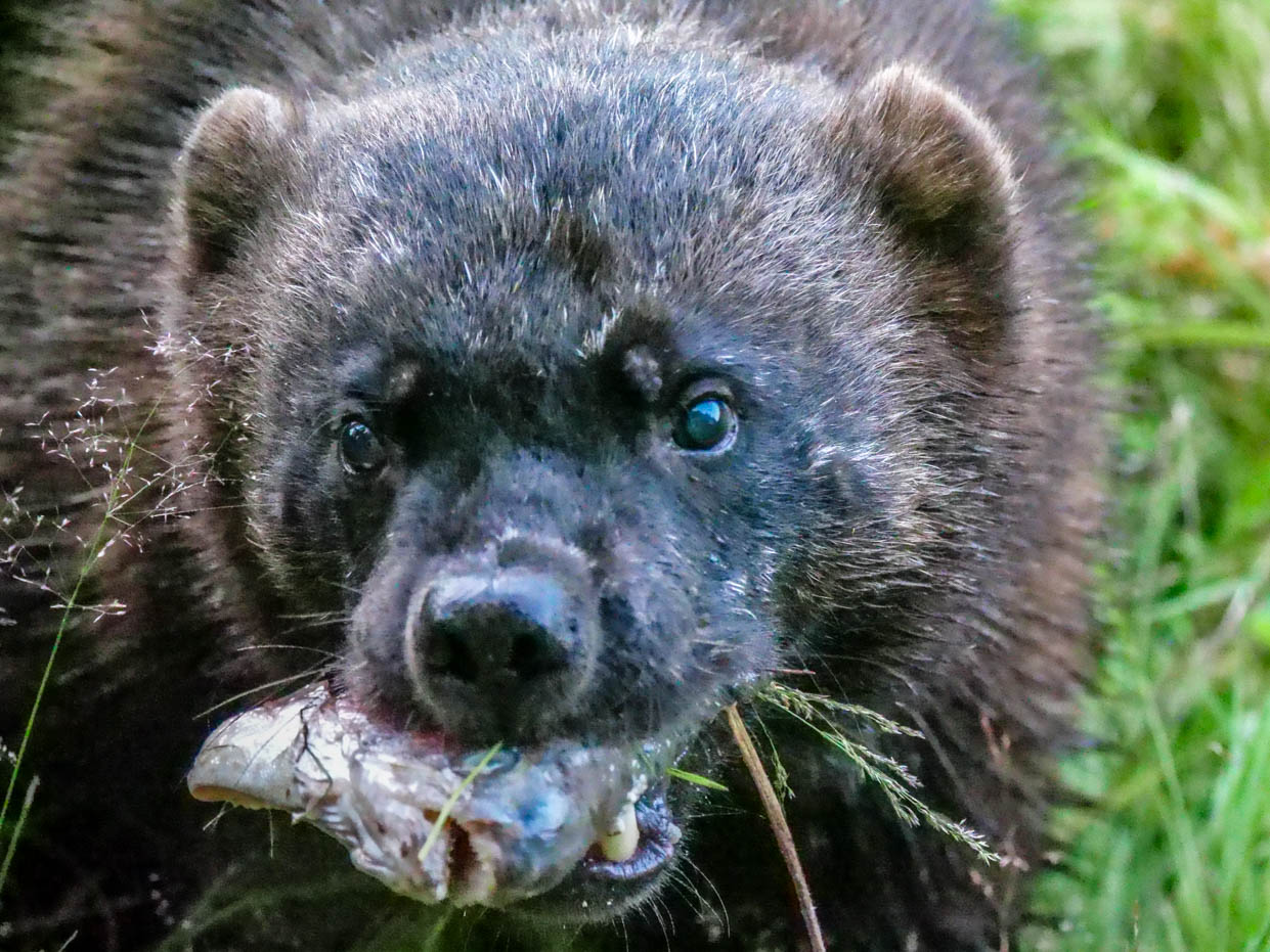 Wolverine - Wildlive