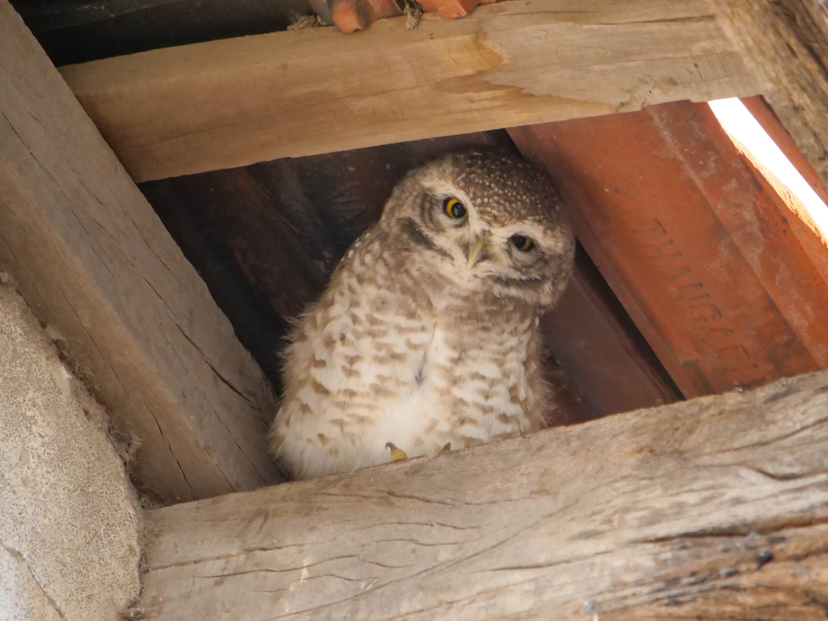 Little Rann of Kutch
