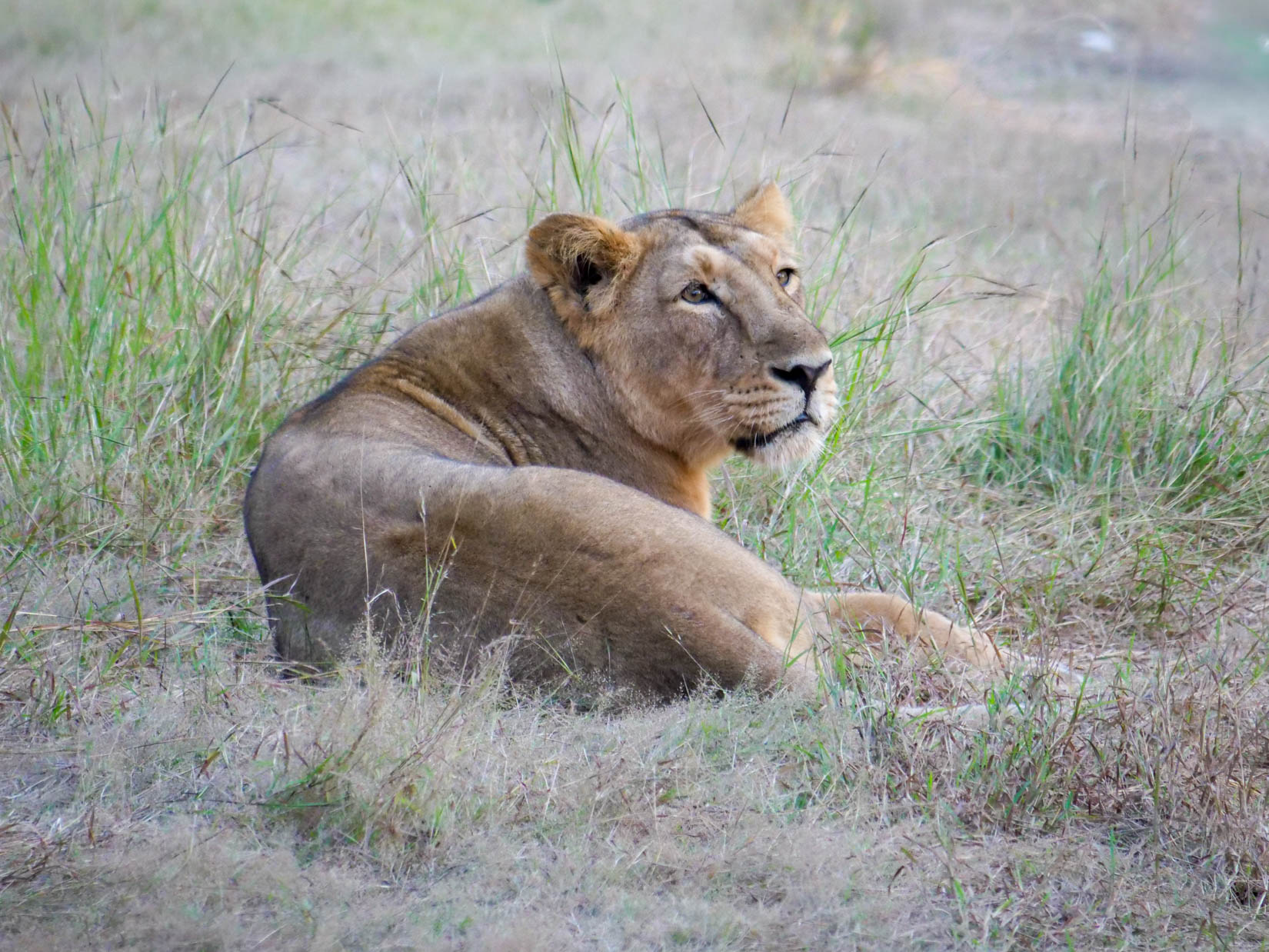 Gir National Park