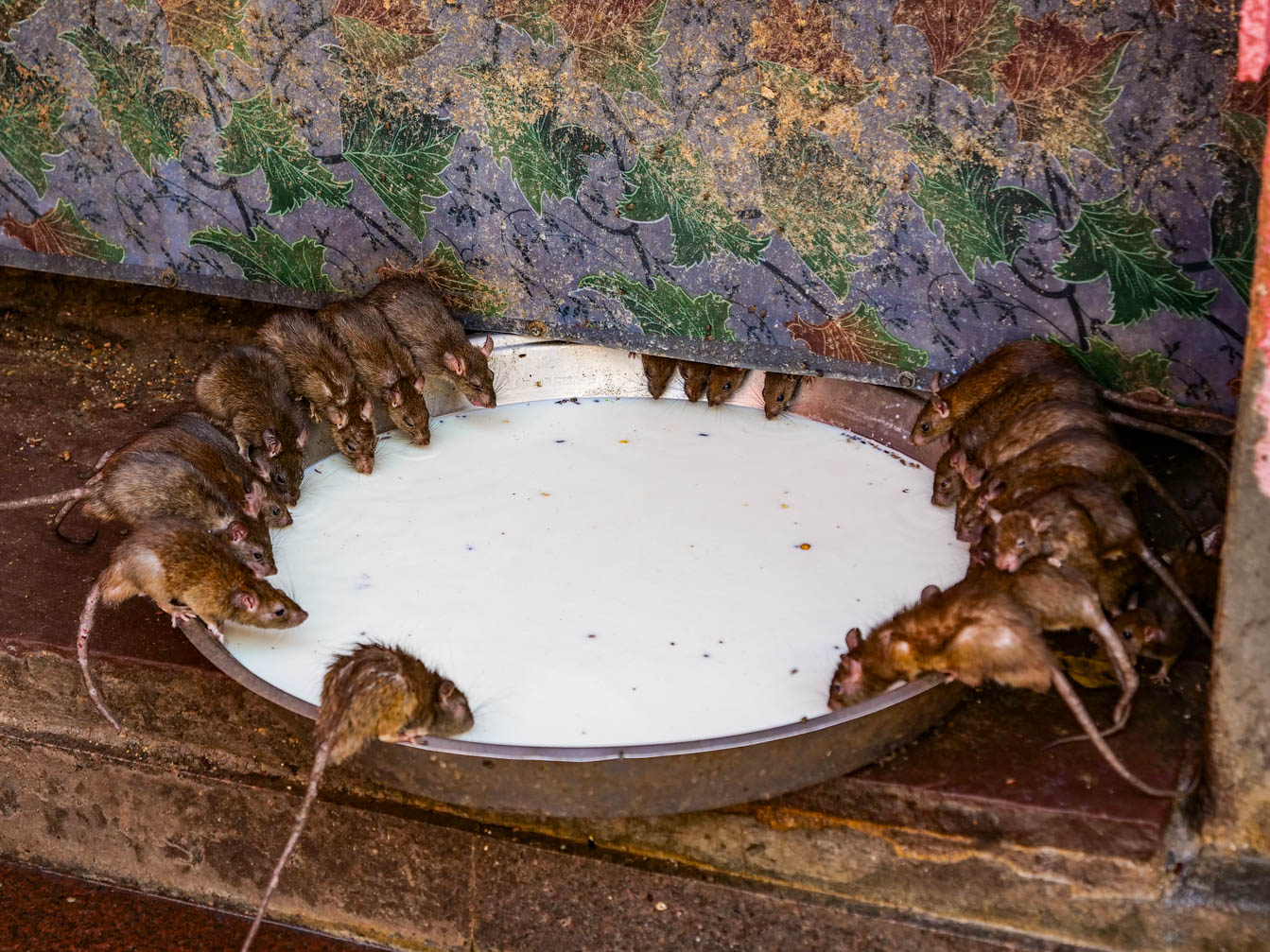 Rajasthan, Deshnoke - Deshnoke