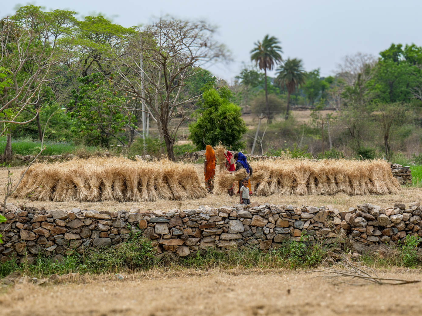 Rajasthan, Dhol - Dhol