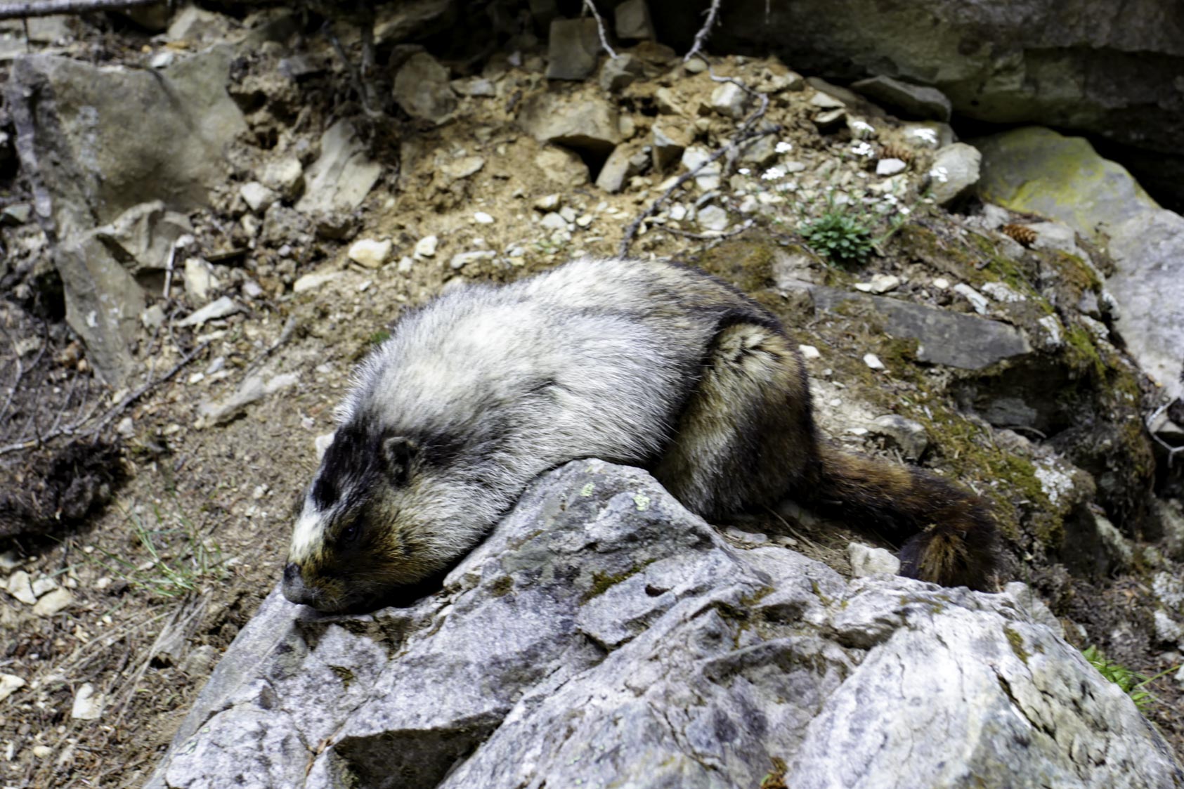Lake Louise, Kananaskis Country (Claresholm), Alberta, Kanada, C