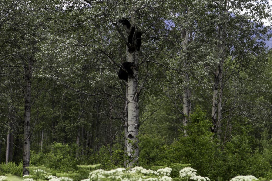 Gitanyow, Omineca and Yellowhead (Smithers), British Columbia, K