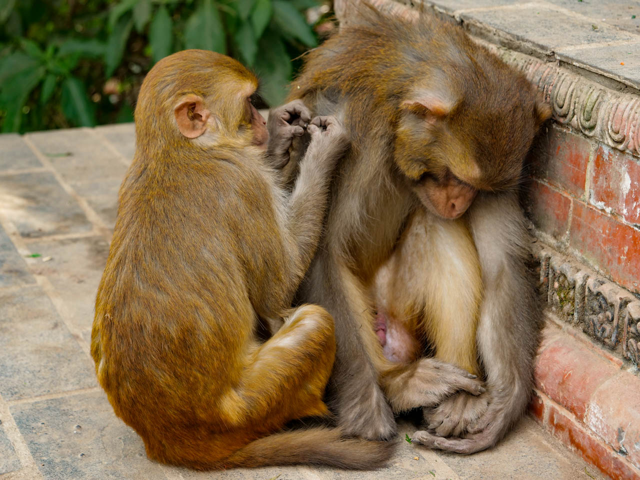 Nepal, Swayambhunath
