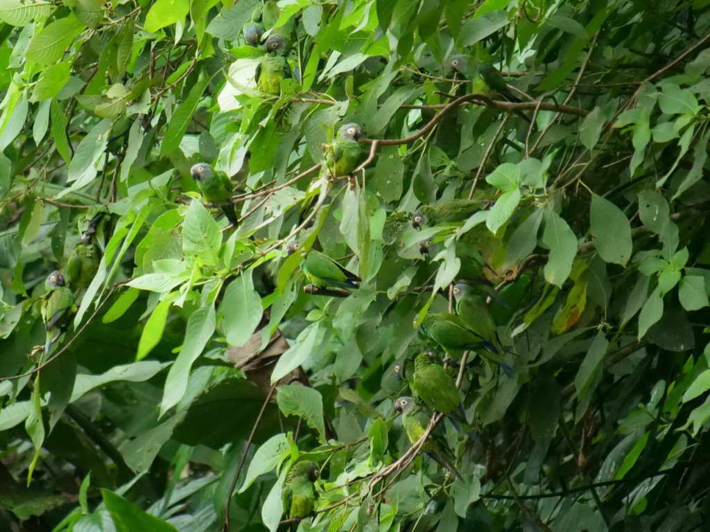 Süd- & Nordamerika 07-2017