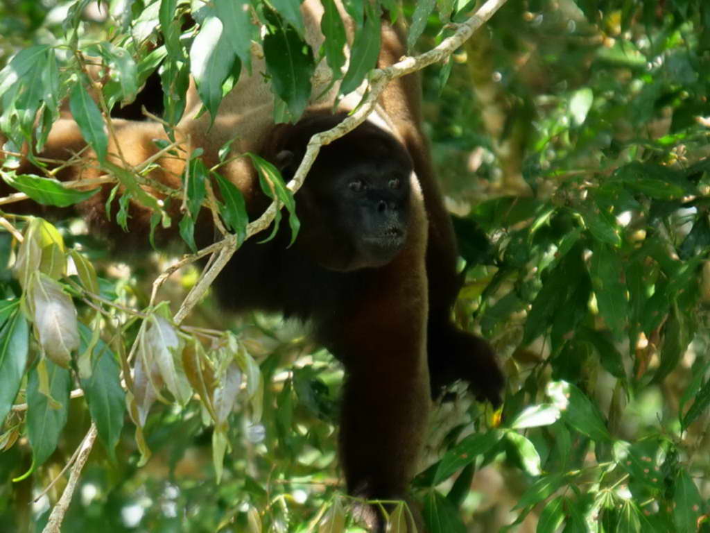 Süd- & Nordamerika 07-2017