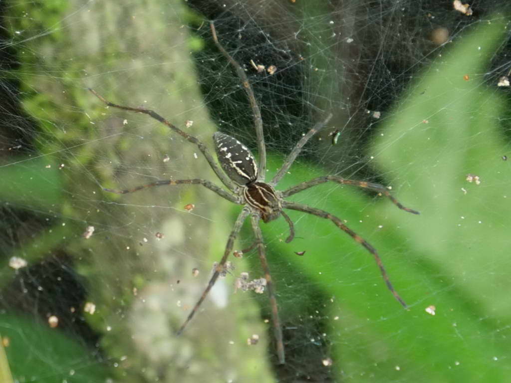 Süd- & Nordamerika 07-2017