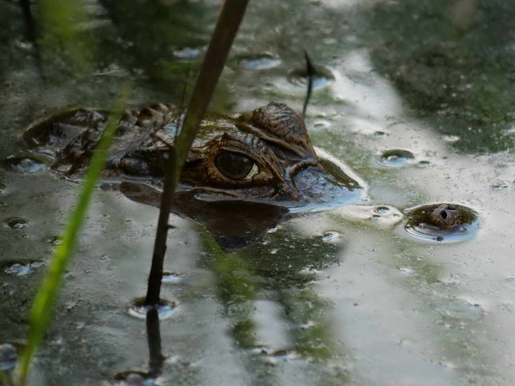 Süd- & Nordamerika 07-2017