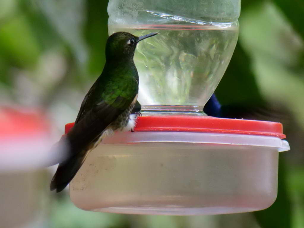 Süd- & Nordamerika 07-2017