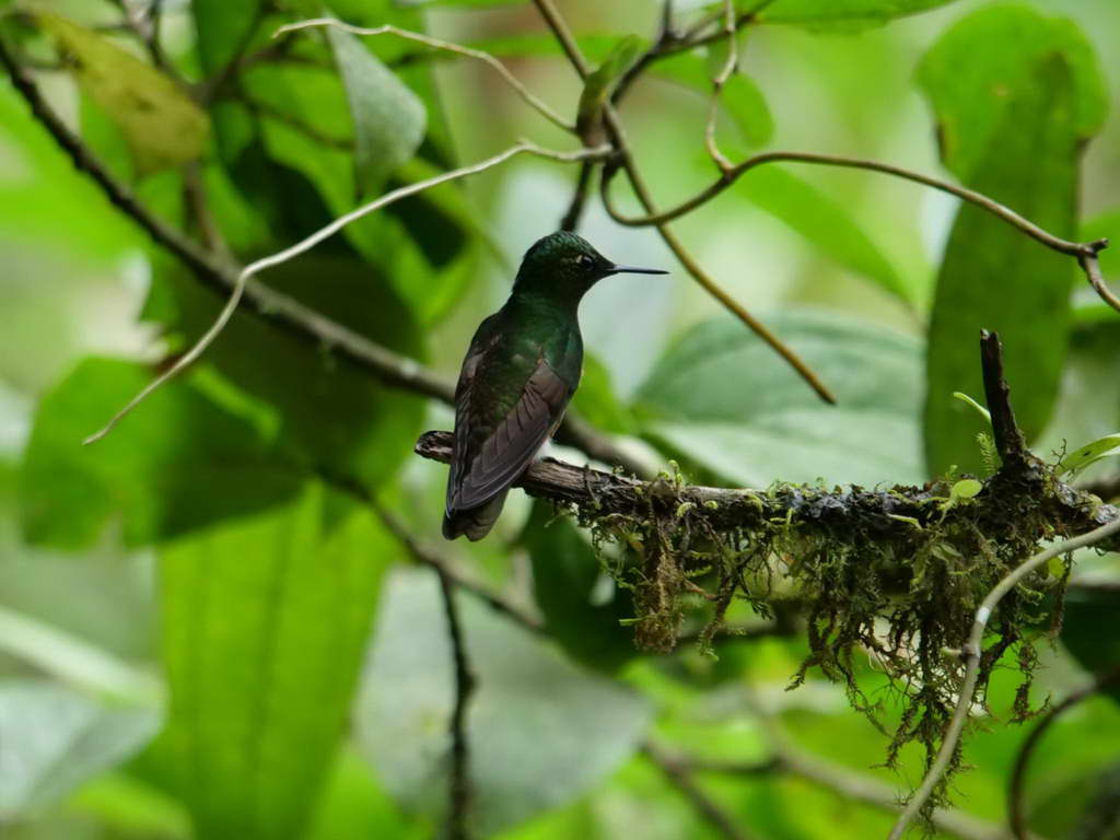 Süd- & Nordamerika 07-2017