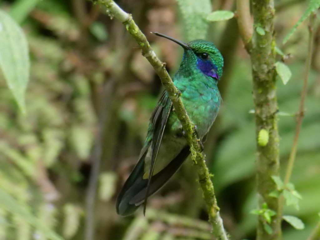 Süd- & Nordamerika 07-2017