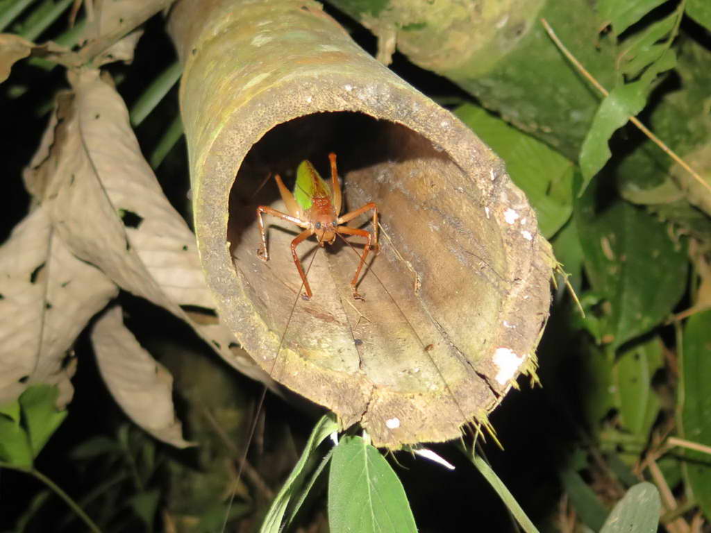 Süd- & Nordamerika 07-2017