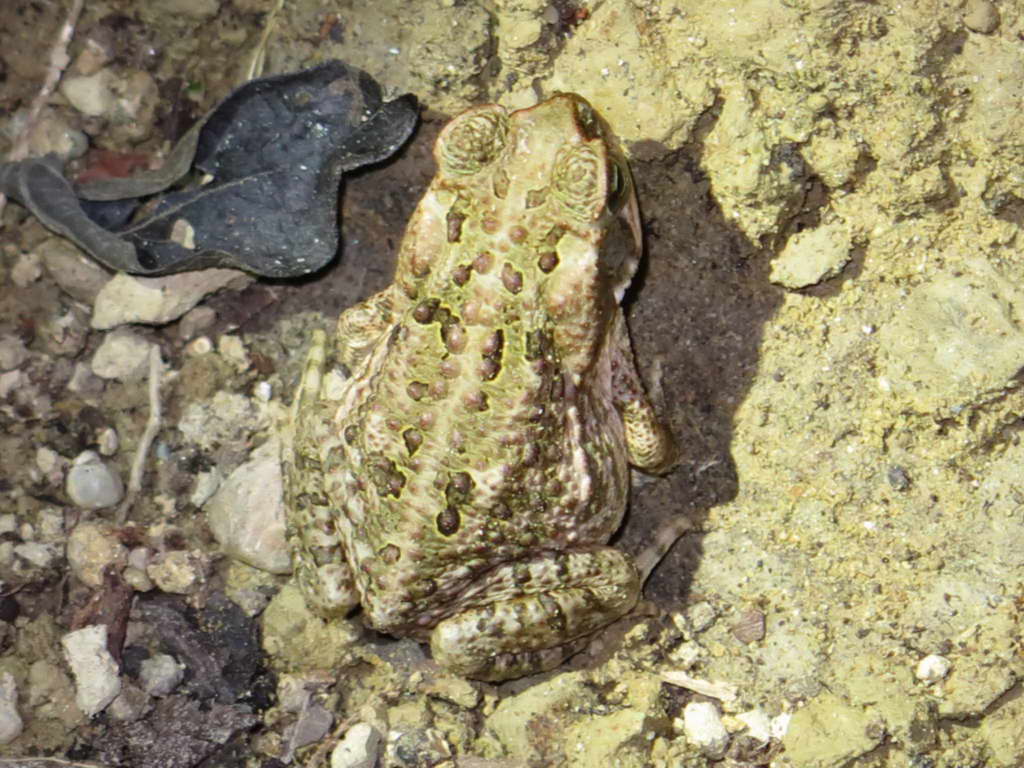 Süd- & Nordamerika 07-2017