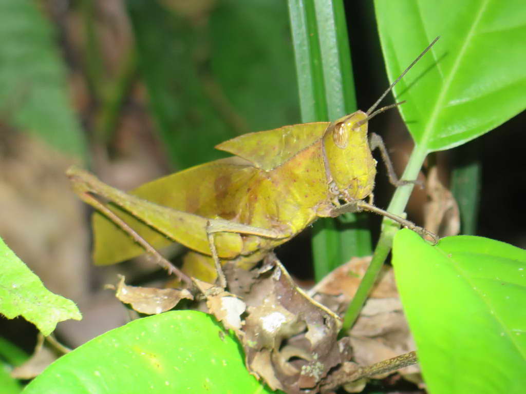 Süd- & Nordamerika 07-2017