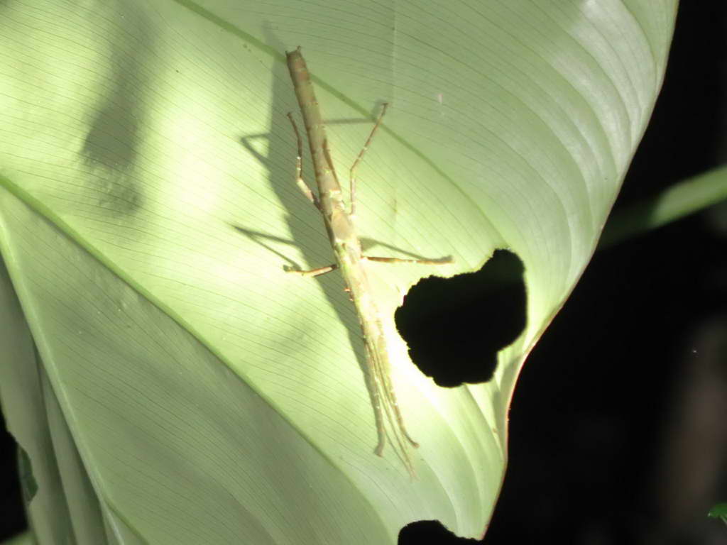 Süd- & Nordamerika 07-2017