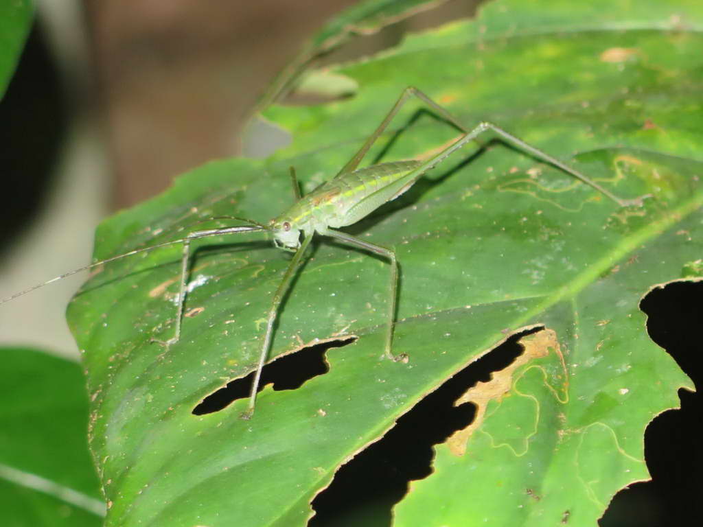 Süd- & Nordamerika 07-2017