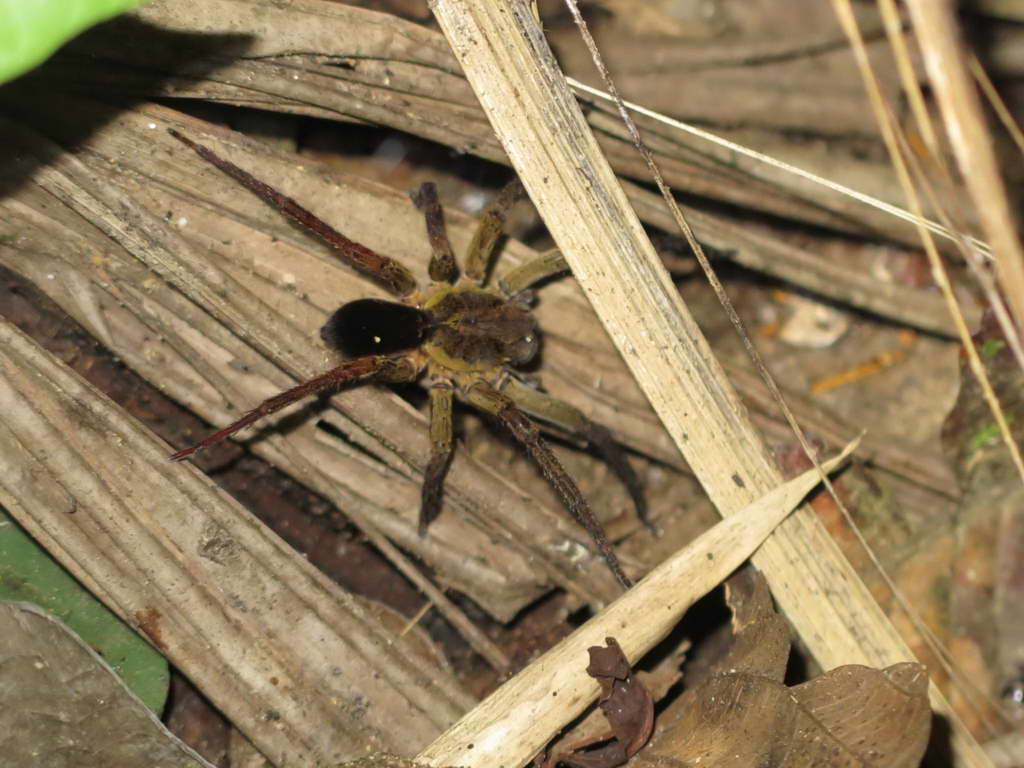 Süd- & Nordamerika 07-2017