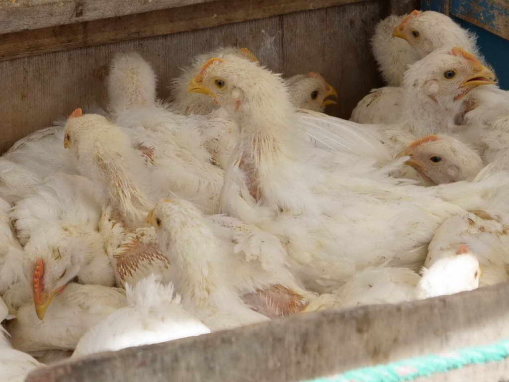 Süd- & Nordamerika 07-2017