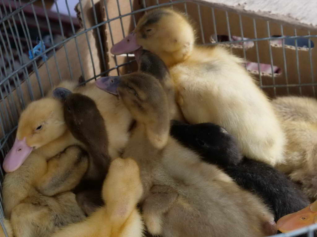 Süd- & Nordamerika 07-2017