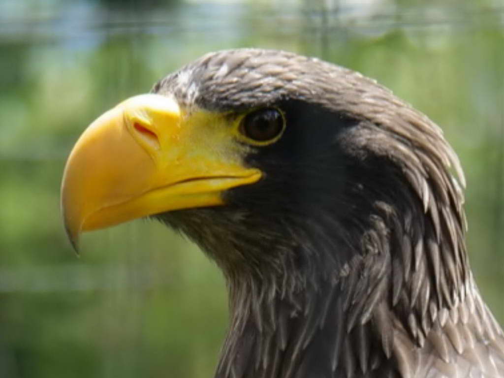 Süd- & Nordamerika 07-2017