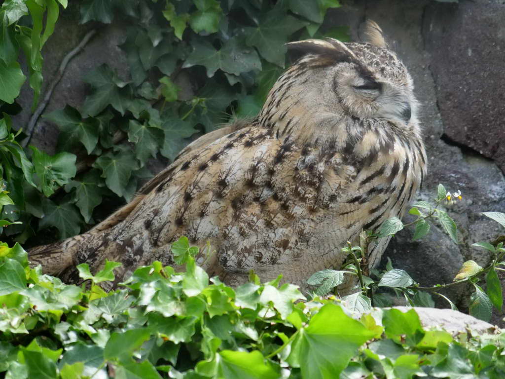 Süd- & Nordamerika 07-2017