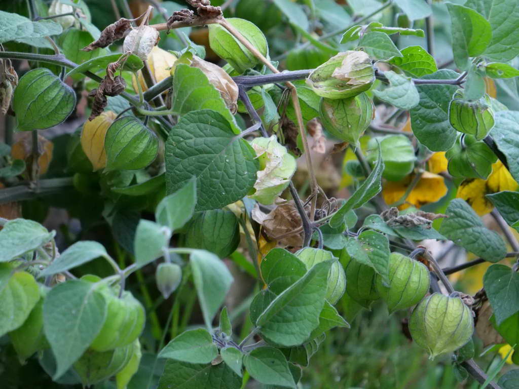 Süd- & Nordamerika 07-2017