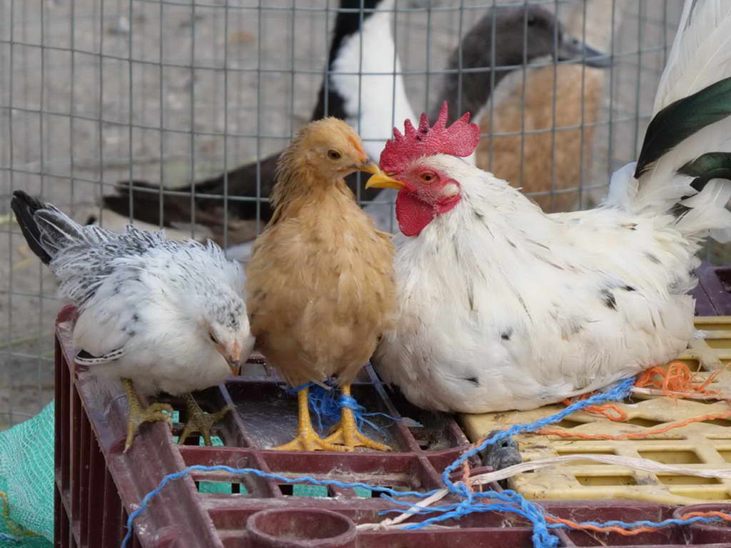 Süd- & Nordamerika 07-2017