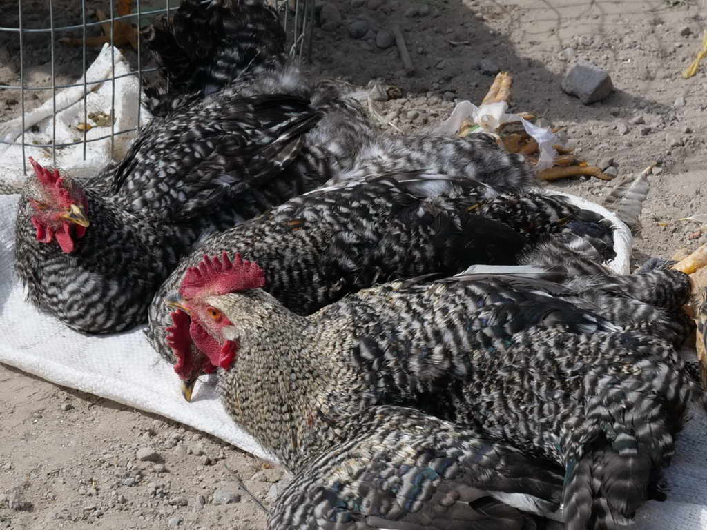 Süd- & Nordamerika 07-2017