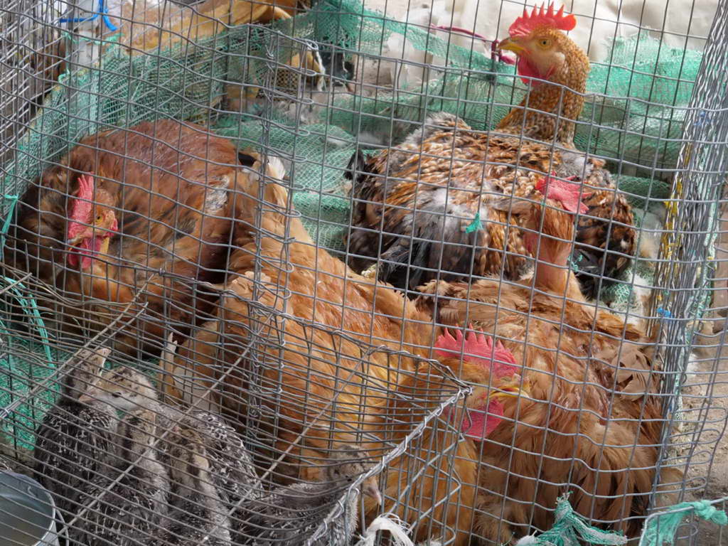 Süd- & Nordamerika 07-2017