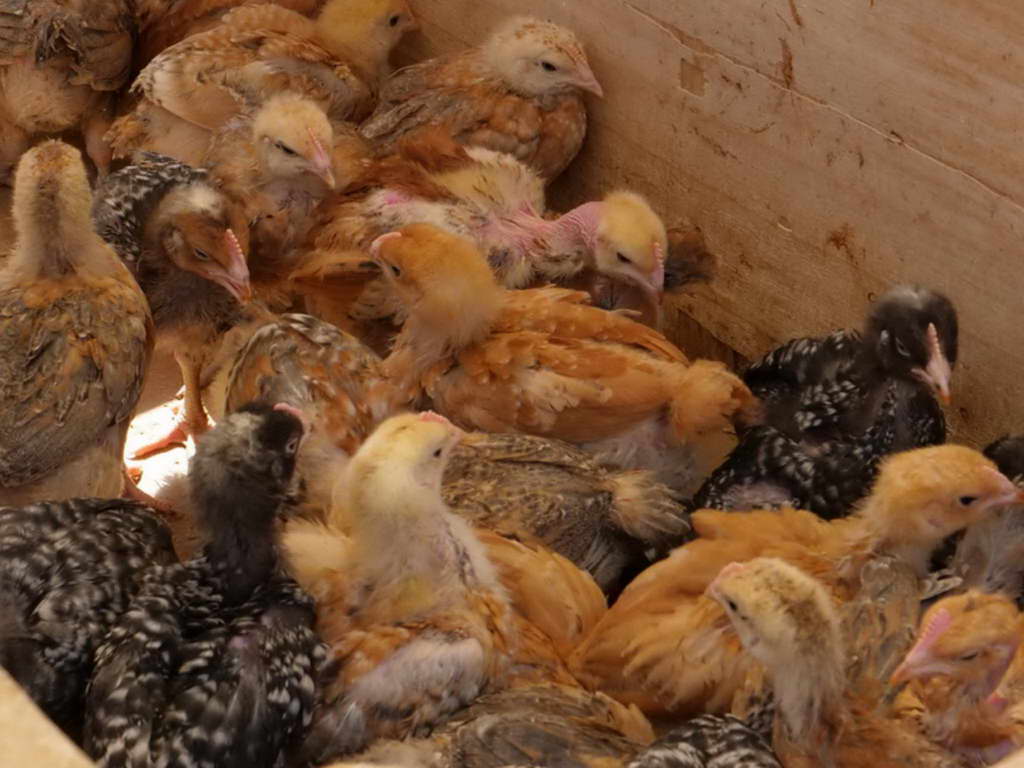 Süd- & Nordamerika 07-2017