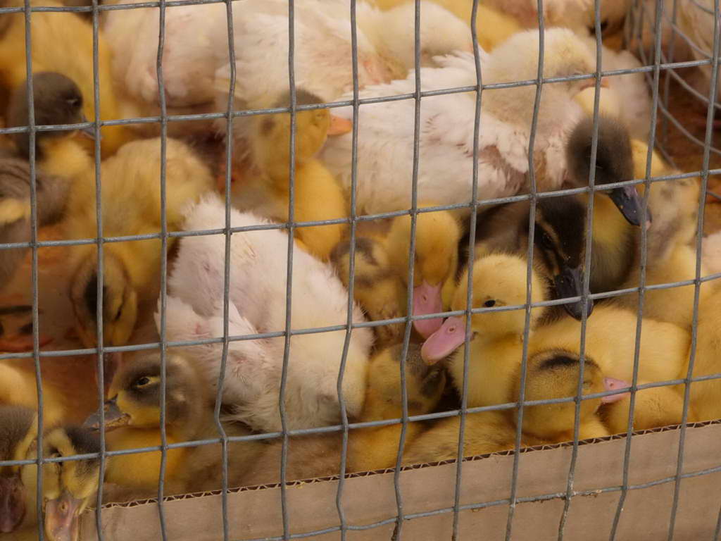 Süd- & Nordamerika 07-2017