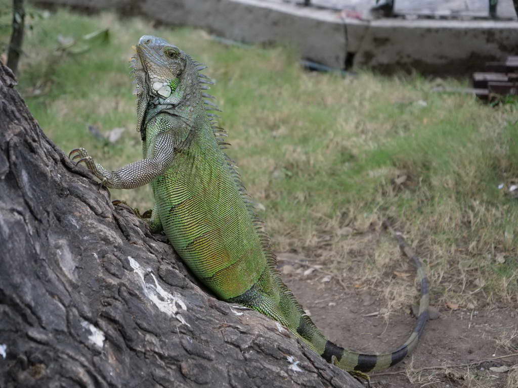 Süd- & Nordamerika 07-2017