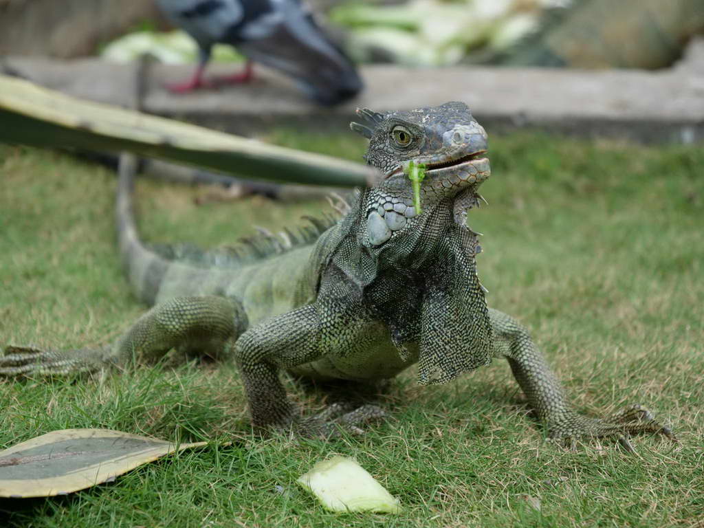 Süd- & Nordamerika 07-2017