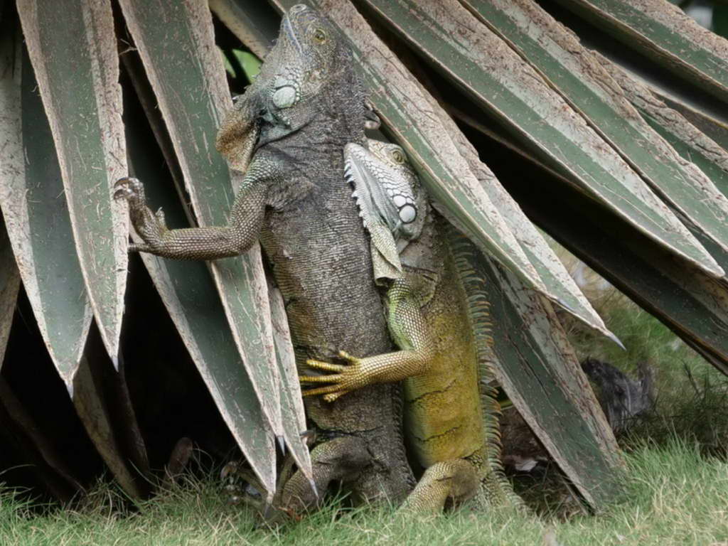 Süd- & Nordamerika 07-2017