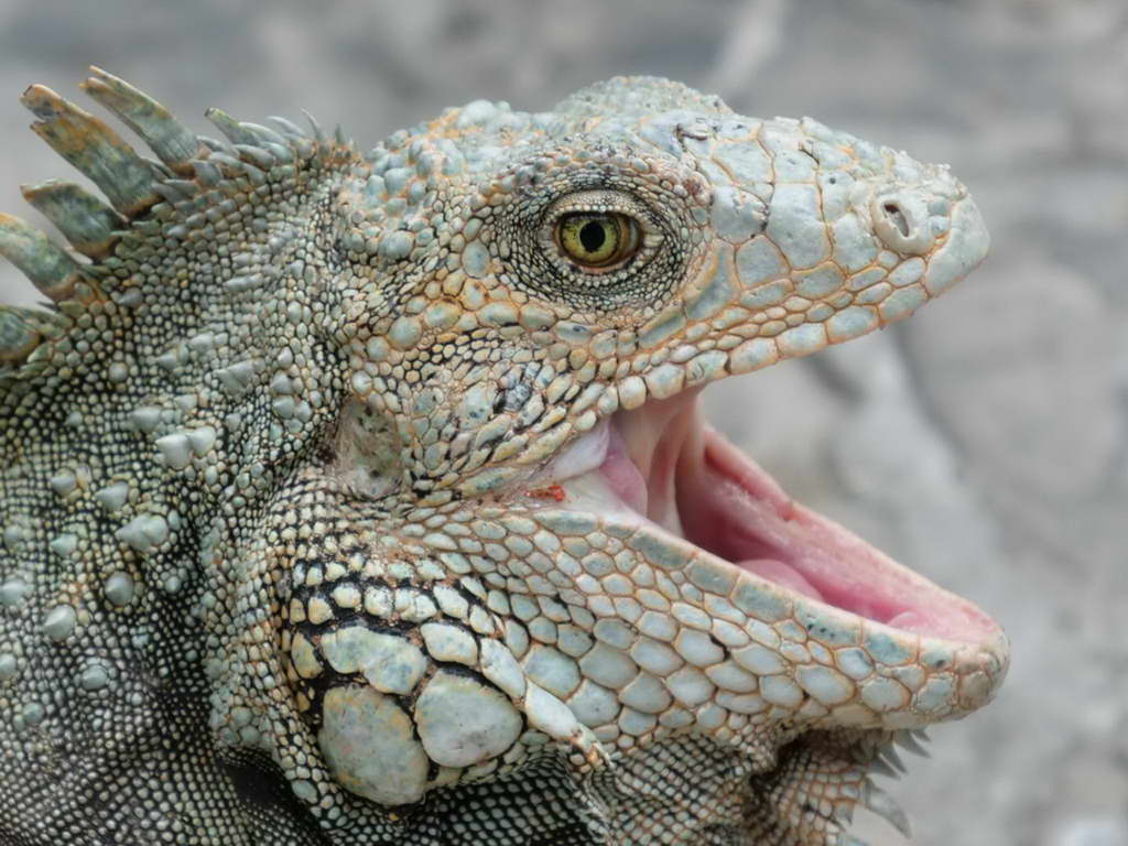 Süd- & Nordamerika 07-2017