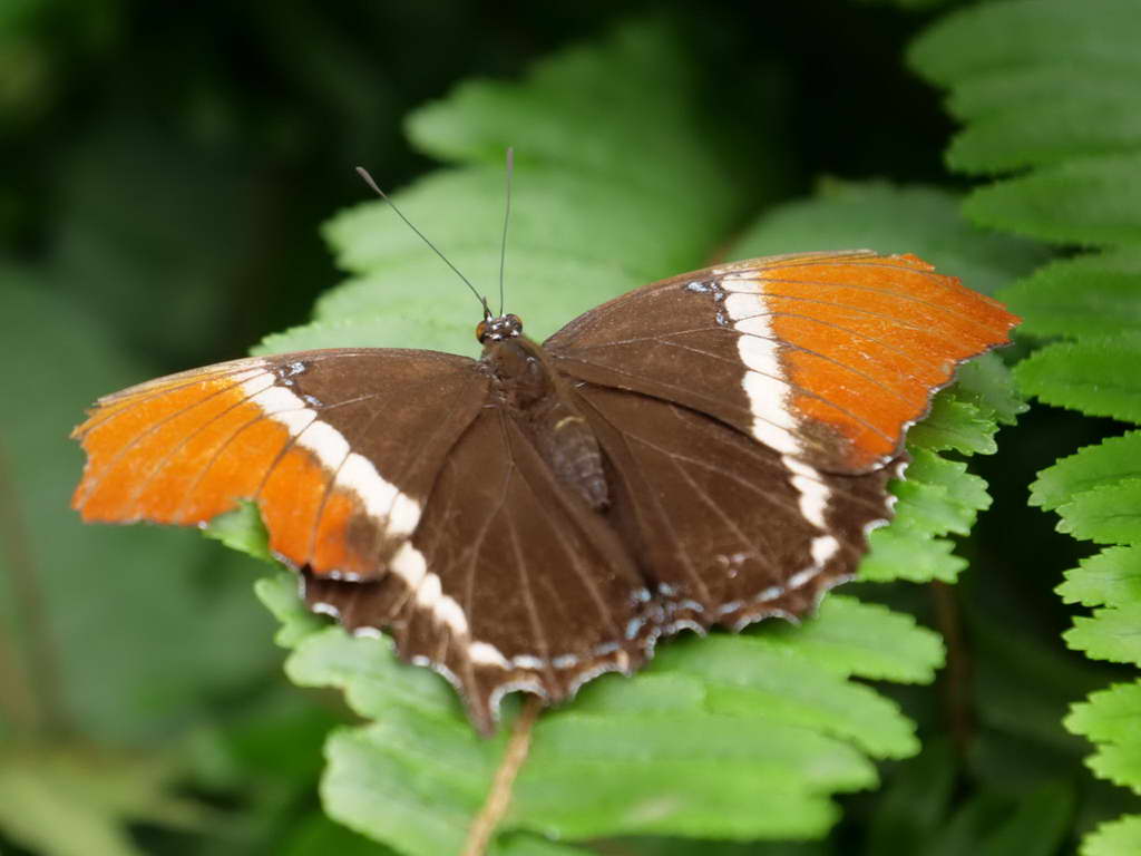 Süd- & Nordamerika 07-2017