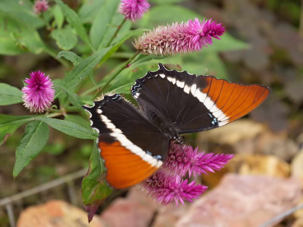 Süd- & Nordamerika 07-2017