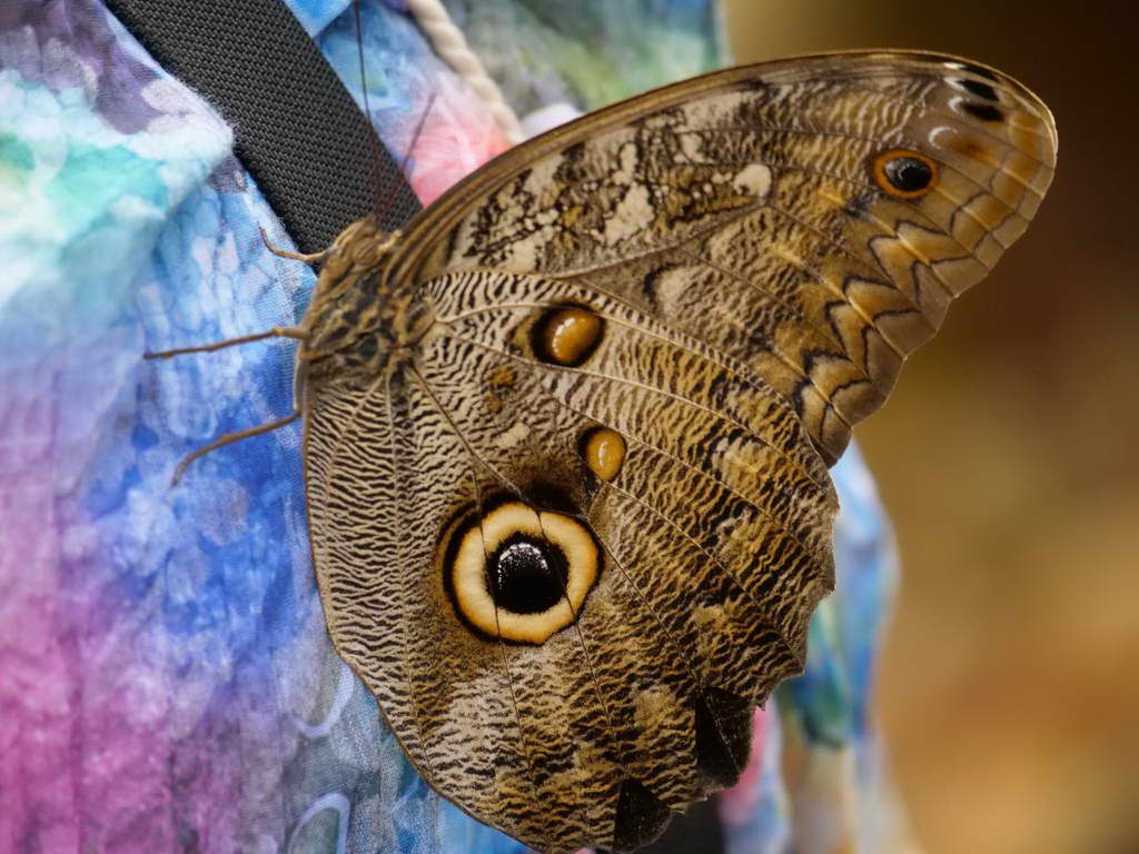 Süd- & Nordamerika 07-2017