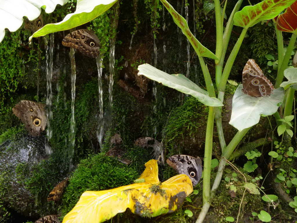 Süd- & Nordamerika 07-2017