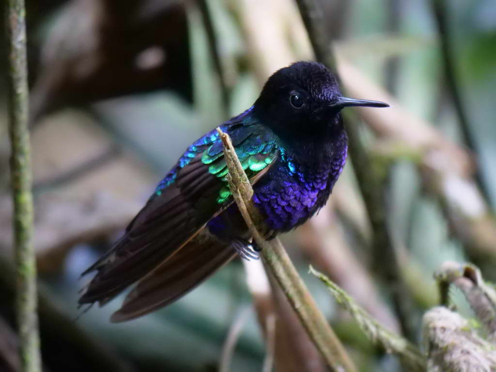 Süd- & Nordamerika 07-2017