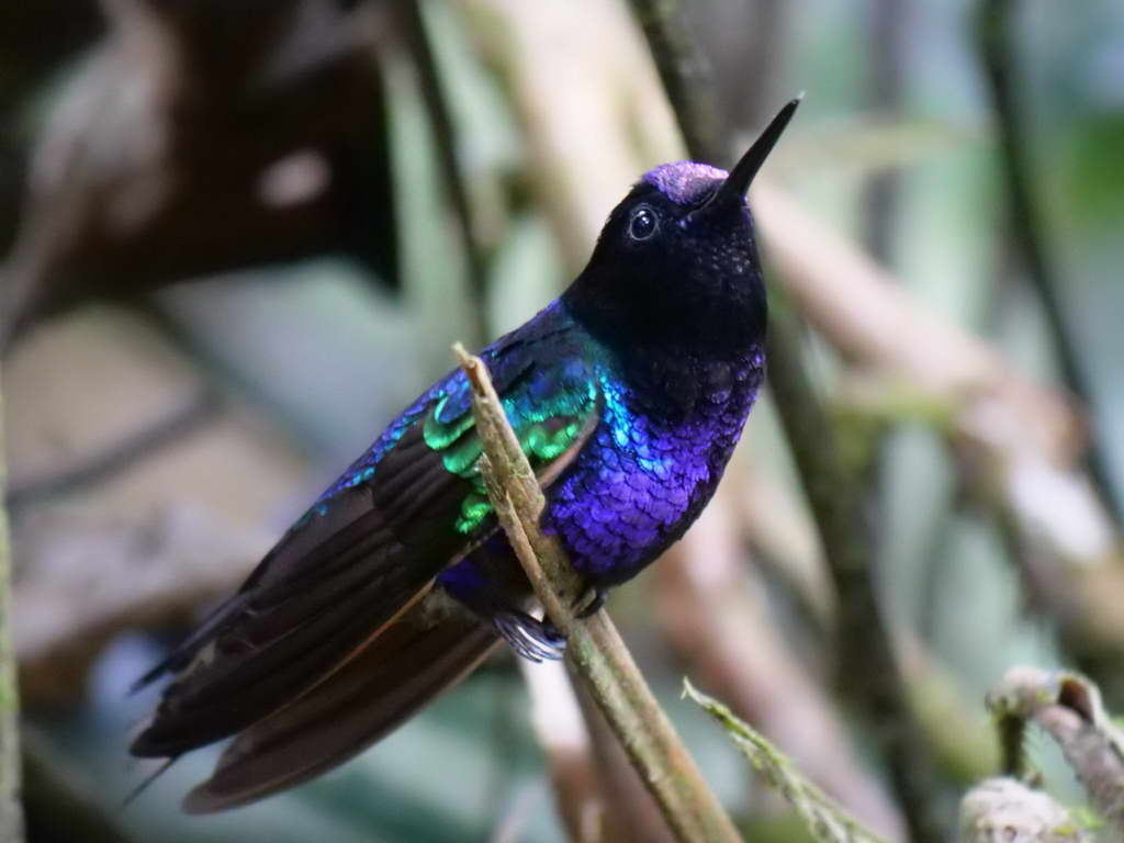 Süd- & Nordamerika 07-2017