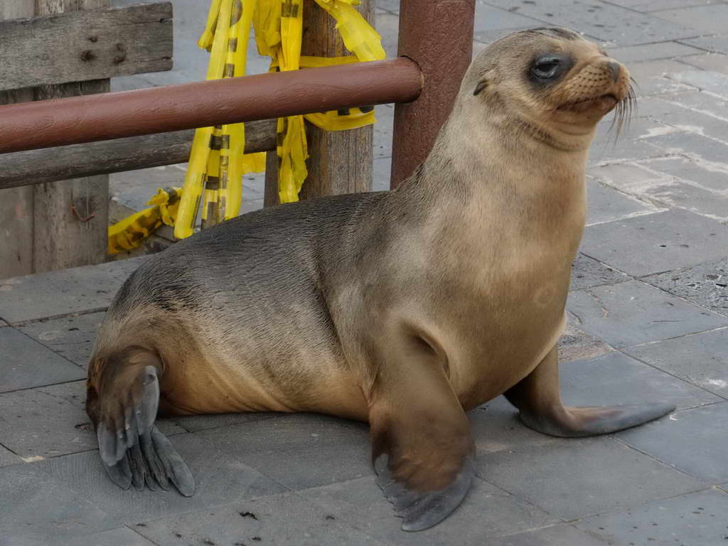 Süd- & Nordamerika 07-2017