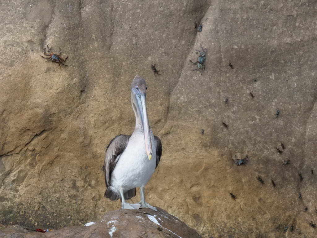 Süd- & Nordamerika 07-2017