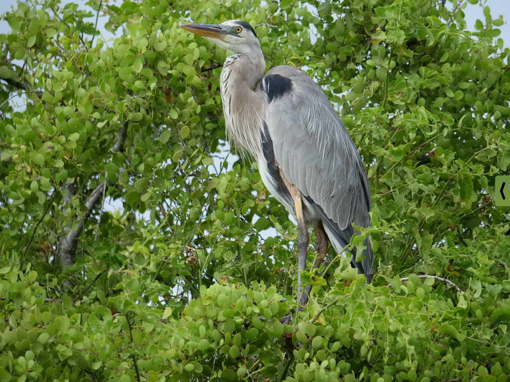 Süd- & Nordamerika 07-2017