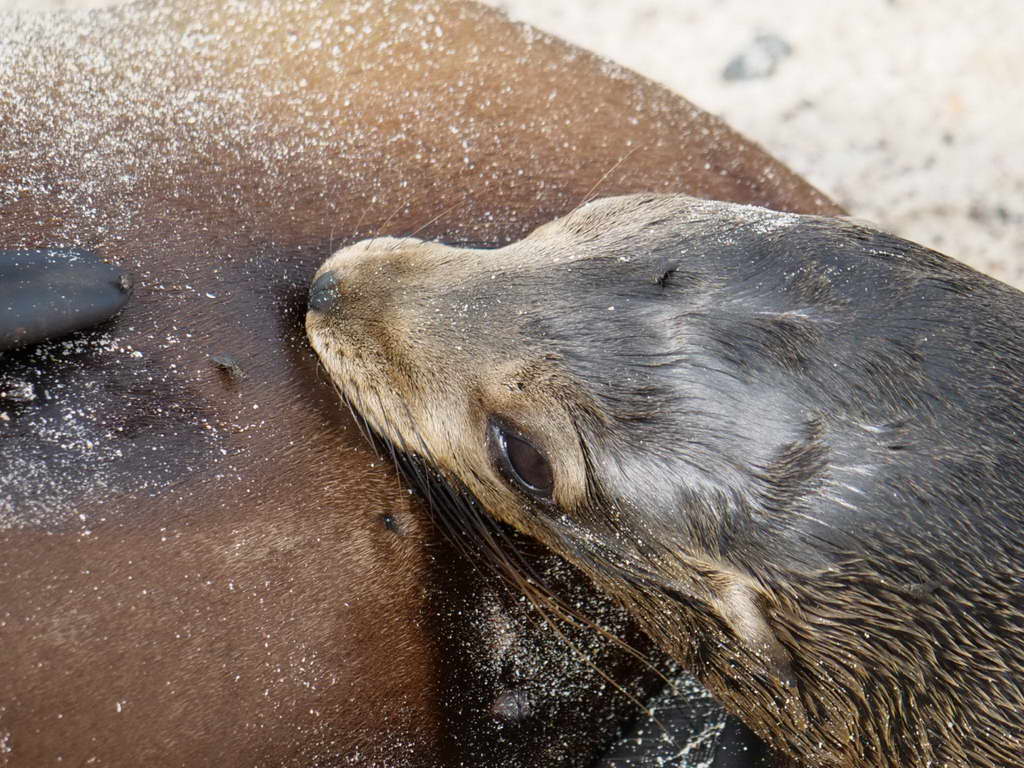 Süd- & Nordamerika 07-2017