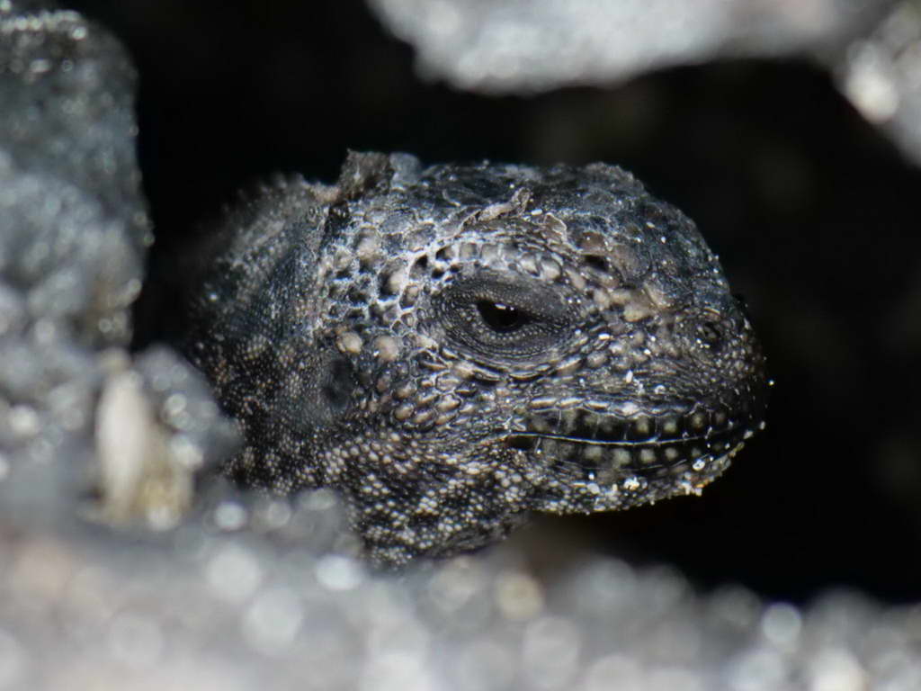 Süd- & Nordamerika 07-2017